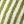 Lime Green Stripe