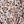 Animal Print
