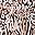 Animal Print