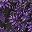 Purple Baroque Leaf