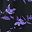 Black Abstract Floral