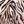 Animal Print