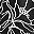 Black Outline Bloom