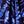 Blue Palm