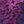 Dark Violet Ombre