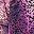 Dark Violet Ombre