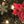 Poinsettia