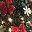 Poinsettia