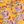Honey Mustard Paisley