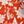Electric Orange Floral