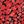 Red Textured Animal