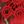 Vivid Red Intricate