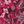 Berry Paisley Tie Dye
