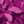 Berry Textured Leaves