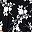 Black Ivory Floral