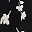 White Pansy Flowers