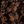 Black Cognac Floral