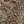 Camel Swirly Texture