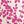 Ivory Raspberry Leaf