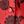 Vivid Red Floral