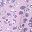 Lavender Blurred