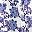 Blue Vine Floral