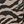 Chai Latte Zebra