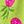 Lime Prt