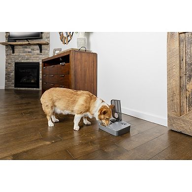 PetSafe® Automatic 2 Meal Pet Feeder