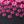 Pink Exploded