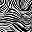 Island Zebra