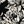 Black Estelle Floral