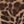 Wild Instinct Animal