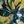 Navy Jade Citron