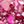 Maroon And Pink