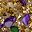 Purple And Green