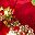 Poinsettia