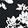 Black Mono Floral
