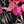 Black Red Tropical
