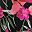 Black Red Tropical