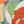 Orange Multi