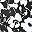 Black White Flowers