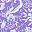 Dark Violet Paisley