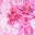 Pink Tropical