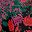 Black Red Stencil Leaf