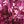 Rich Burgundy Abstract
