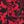 Red Black Floral
