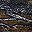 Chocolate White Snake