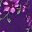Radiant Purple Soft