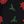 Black Poinsettia